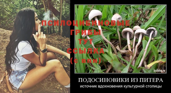 прущие грибы Нефтекумск